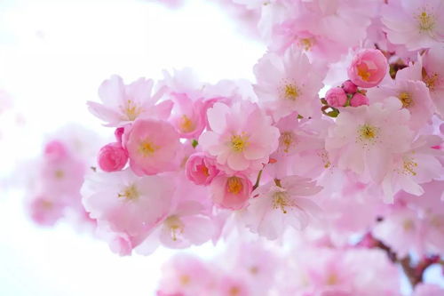 關(guān)于櫻花龍的詩(shī)句