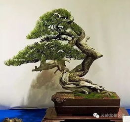 有仙鶴松樹(shù)的古詩(shī)句