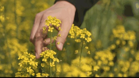 關于油菜花的千古詩句