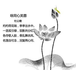 關(guān)于蓮花的詩(shī)句翻譯