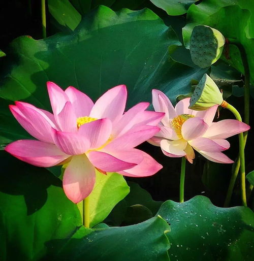 形容荷花的詞語(yǔ)和詩(shī)句,贊美荷花的詞語(yǔ)詩(shī)句和句子,描寫(xiě)夏天荷花的詞語(yǔ)和詩(shī)句有哪些