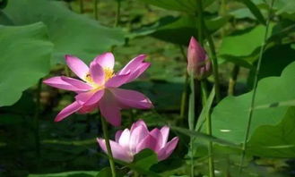 寫(xiě)西湖荷花的詩(shī)句古詩(shī)
