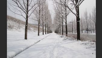 描寫(xiě)古詩(shī)的雪景的詩(shī)句