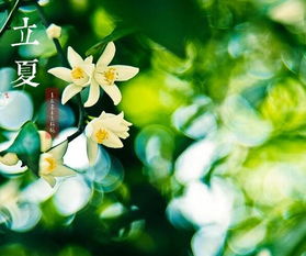立夏,槐花,詩(shī)句