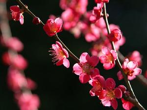 梅花的寓意和關(guān)于梅花詩(shī)句