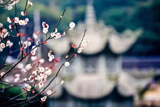 詩(shī)句,梅花,三葉,紅色
