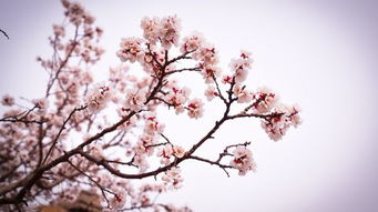 關(guān)于杏花美麗的詩(shī)句