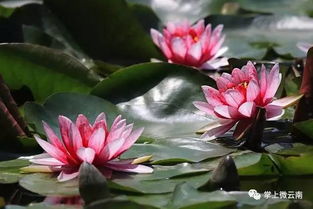 古詩(shī),詩(shī)句