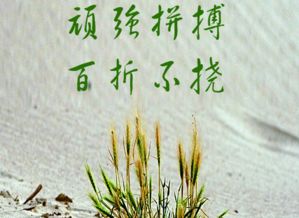 有哪些關(guān)于頑強(qiáng)不屈的詩(shī)句