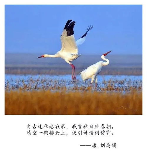 關(guān)于時(shí)間可以療傷的詩(shī)句