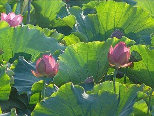 關(guān)于夏天的詩(shī)句古詩(shī)少