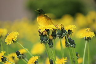 關(guān)于鳥(niǎo)草樹(shù)花的詩(shī)句