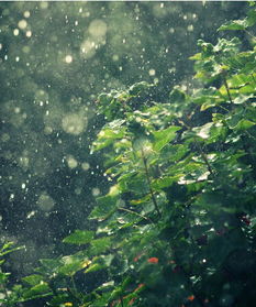 關(guān)于雨節氣的詩(shī)句