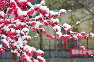 連續帶雪字的古詩(shī)句