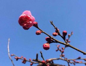 關(guān)于寒梅氣質(zhì)的詩(shī)句