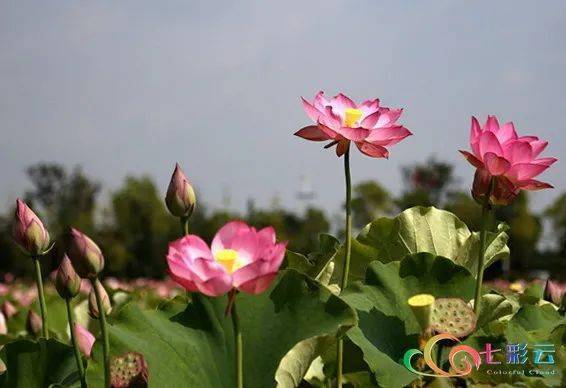 古詩(shī),詩(shī)句,菊花,大全
