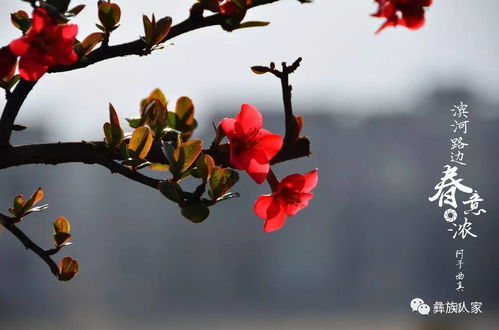 寫(xiě)一句與春花有關(guān)的古詩(shī)句