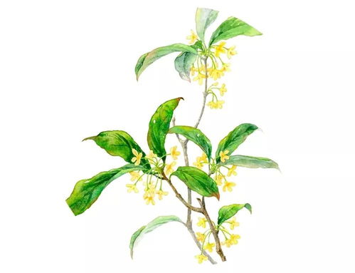 王維關(guān)于桂花的詩(shī)句