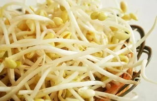 關(guān)于發(fā)豆芽的詩(shī)句