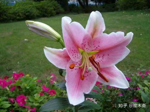 百合花,古詩(shī),詩(shī)句