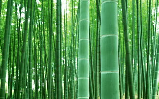 關(guān)于竹子生長(cháng)快的詩(shī)句