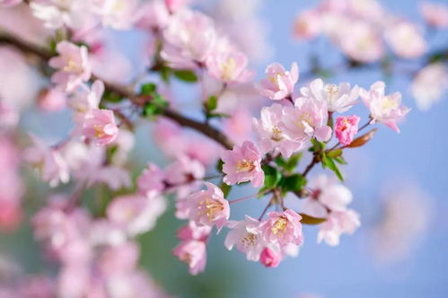 海棠,詩(shī)句,落花,形容