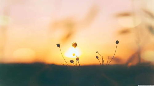 關(guān)于生活?lèi)芤獾脑?shī)句