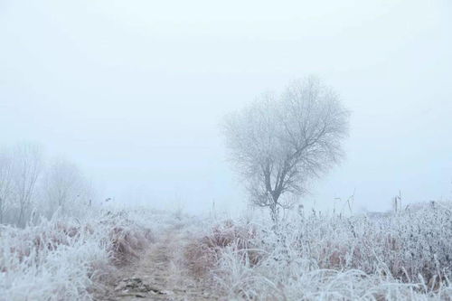關(guān)于雪竹的詩(shī)句,關(guān)于風(fēng)和雪的詩(shī)句古詩(shī)詞,關(guān)于梅花和雪的詩(shī)句古詩(shī)詞
