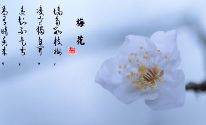 描繪花的古詩(shī)句