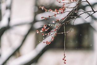 詩(shī)句,困境,快樂(lè )