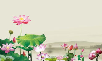與描寫(xiě)蓮花有關(guān)的古詩(shī)句