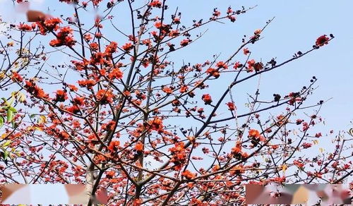 有關(guān)于木棉的詩(shī)句
