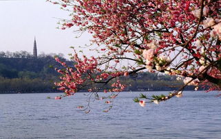 西湖桃花詩(shī)句古詩(shī)詞