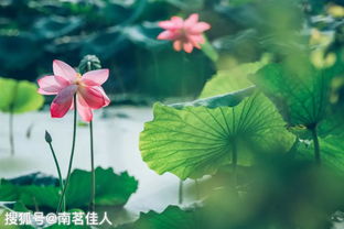色彩對比的古詩句