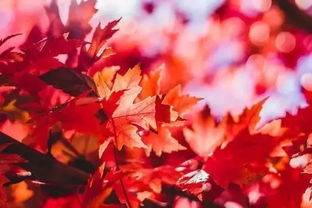 古詩(shī)紅葉開(kāi)頭的古詩(shī)句