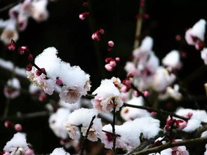 關(guān)于紅色三葉梅花的詩(shī)句