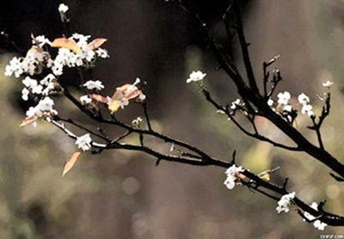 古詩,詩句,獨(dú)處