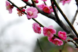 關(guān)于花的詩(shī)句和