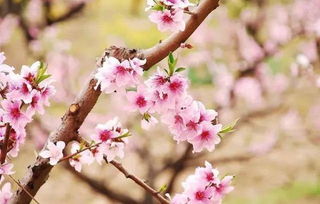 贊美桃花的詩(shī)句古詩(shī)