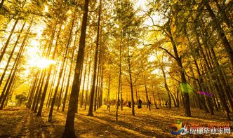 六上學(xué)的有關(guān)秋的古詩(shī)句