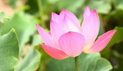 關(guān)于秋天荷花的詩(shī)句古詩(shī)大全
