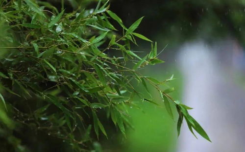 詩(shī)句,聽(tīng)雨,入睡
