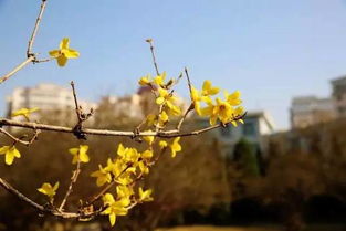 關(guān)于四月花開(kāi)的詩(shī)句