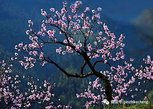 關(guān)于芬芳的詩(shī)句與意思