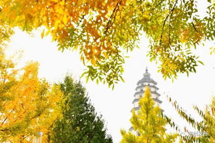 秋天的山的詩(shī)句古詩(shī)大全