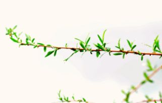 關(guān)于春天花朵的詩(shī)句,春天奮斗的詩(shī)句古詩(shī)詞,描寫(xiě)春天的詩(shī)句古詩(shī)詞