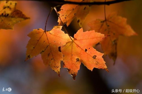 詩(shī)句,孤兒