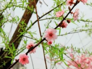 詩(shī)句,積累
