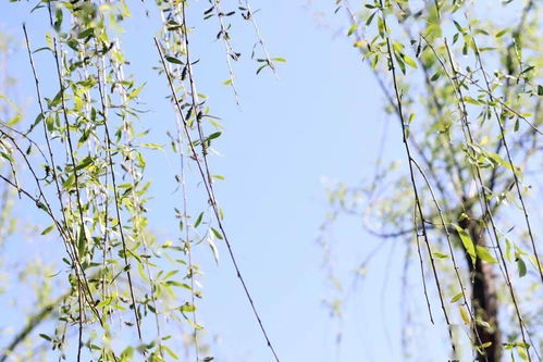 胡朝穎描寫(xiě)春光明媚的古詩(shī)句