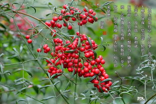 古詩(shī)紅豆的詩(shī)句的意思,古詩(shī)紅豆的詩(shī)句繁體,古詩(shī)紅豆的詩(shī)句擷